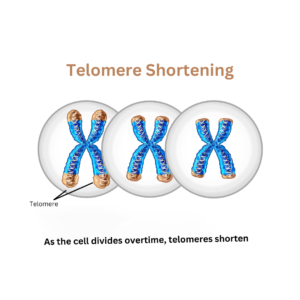 Telomere Shortening