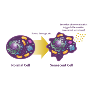 Senescent Cell