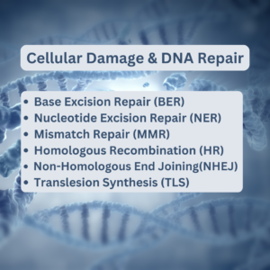 Cellular Damage And DNA Repair