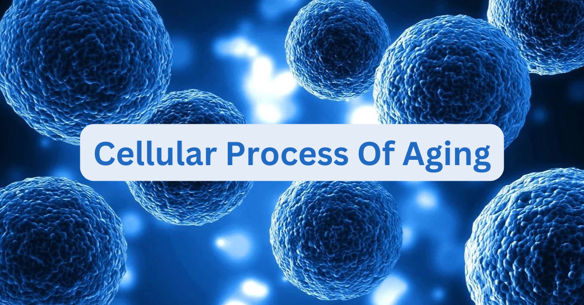 Cellular Aging